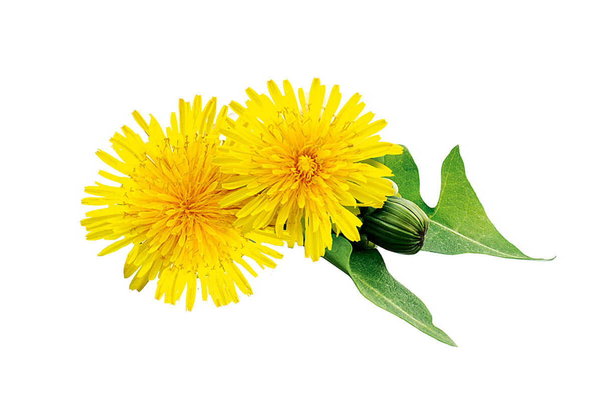 Image libre d'un pissenlit avec des fleurs jaunes et des feuilles vertes