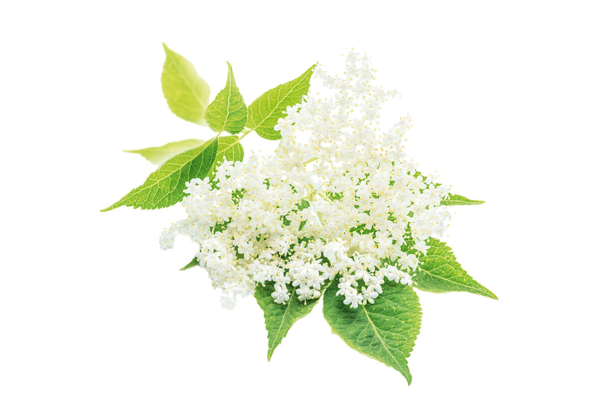 Image libre d'une branche de sureau avec de petites fleurs blanches et des feuilles vertes
