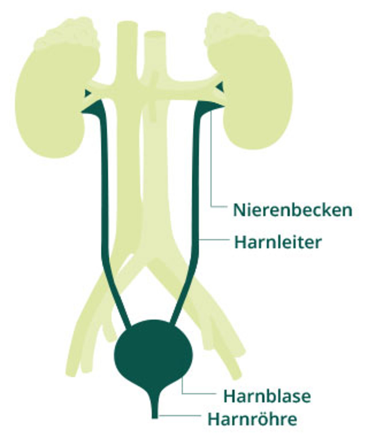 Illustration des menschlichen Harntrakts Illustration des menschlichen Harntrakts