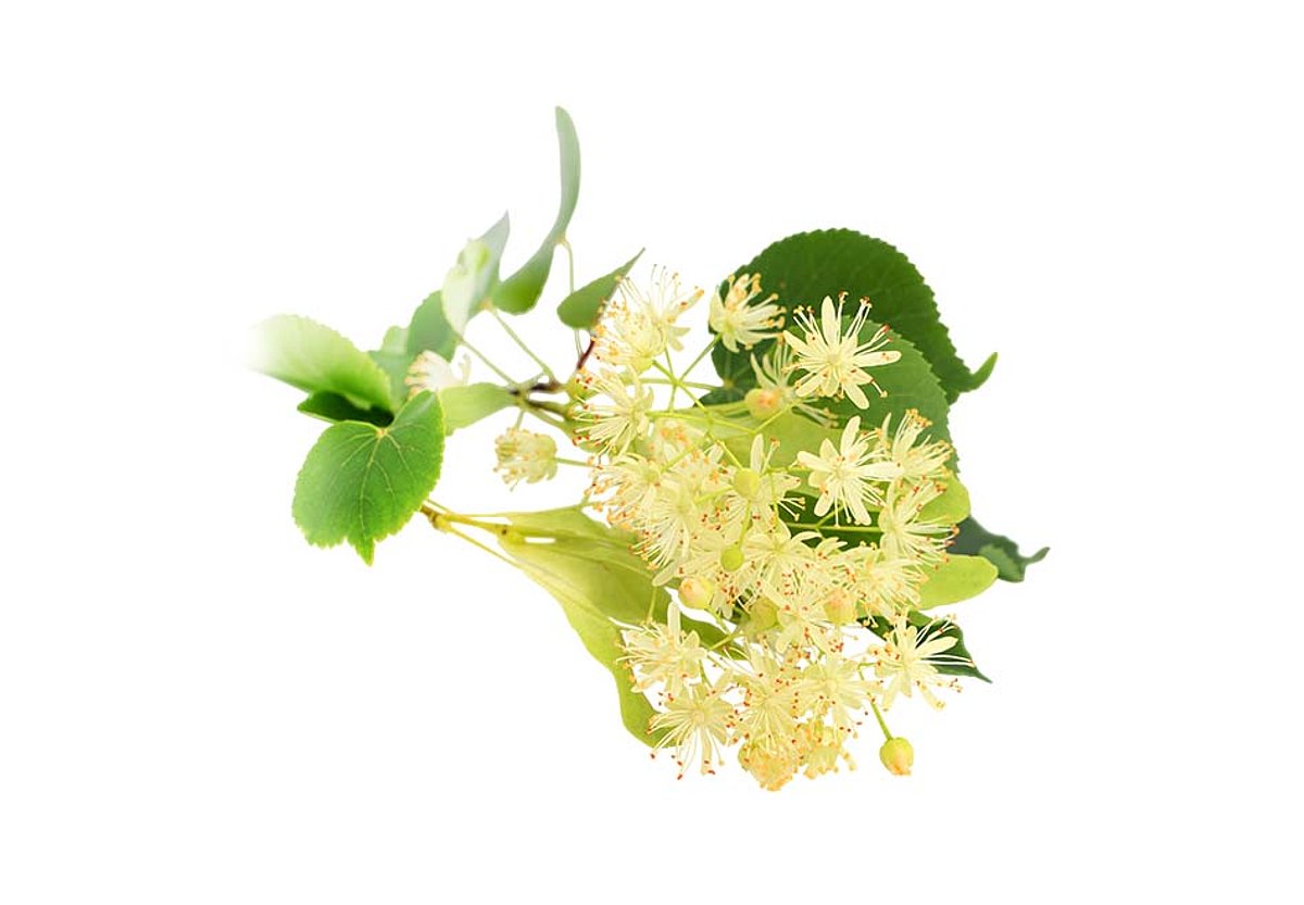 Foto eines freigestellten Lindenzweiges mit Blüten